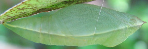 Pupae